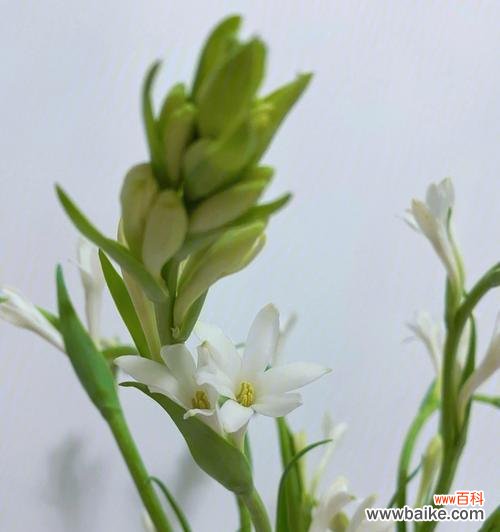 探寻晚香玉花的花语与文化内涵 晚香玉花的寓意及象征意义