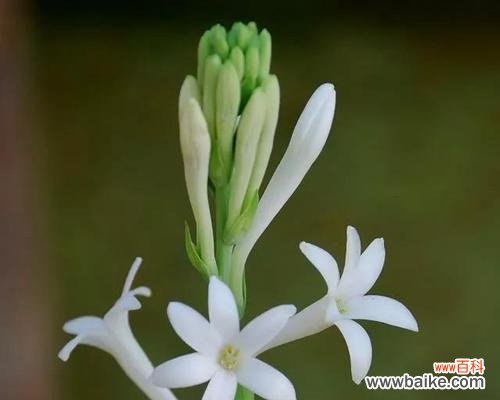 探寻晚香玉花的花语与文化内涵 晚香玉花的寓意及象征意义