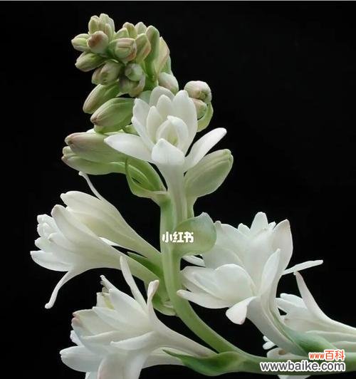 借晚香玉花 晚香玉花语