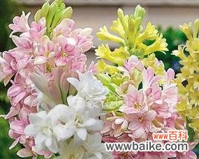 探索晚香玉花语的意义与传承 晚香玉花语的美丽与深意