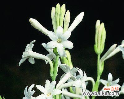 探索晚香玉花语的意义与传承 晚香玉花语的美丽与深意