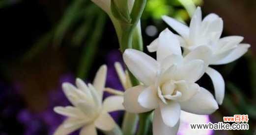 探索晚香玉花语的意义与传承 晚香玉花语的美丽与深意