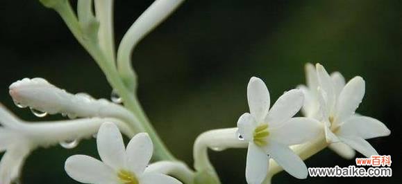 深情厚意、爱情永恒 晚香玉花语的意义及象征