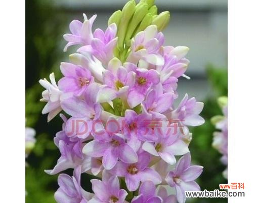 深情厚意、爱情永恒 晚香玉花语的意义及象征