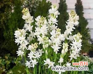 深情厚意、爱情永恒 晚香玉花语的意义及象征