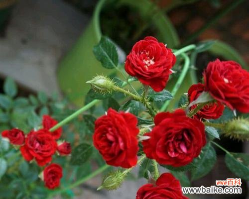 凋谢的花朵诉说着逝去的感情 代表不再爱的花