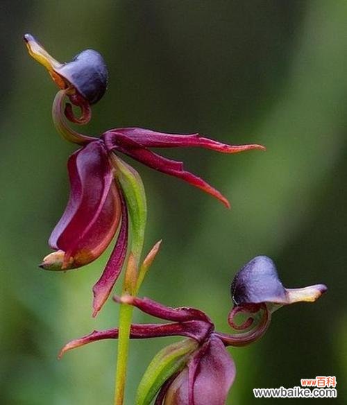 凋谢的花朵诉说着逝去的感情 代表不再爱的花