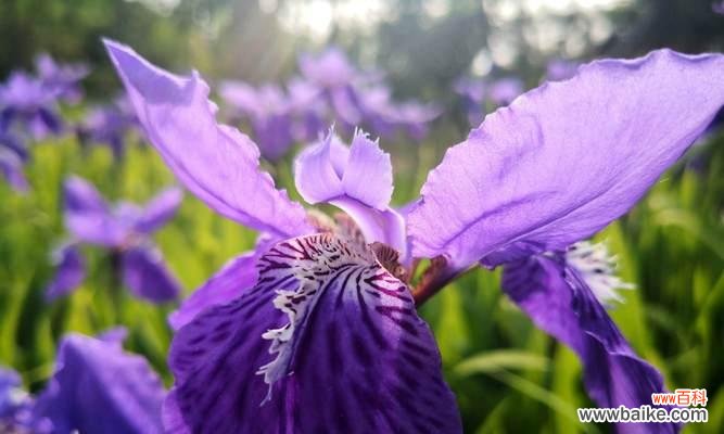 凋谢的花朵诉说着逝去的感情 代表不再爱的花