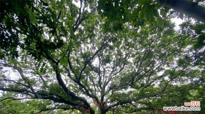 探索爱情的根源与春天之梦 爱情树的芬芳绽放