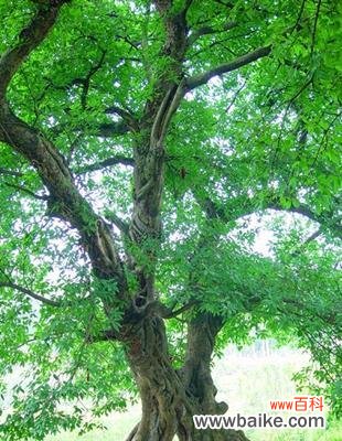 探索爱情的根源与春天之梦 爱情树的芬芳绽放