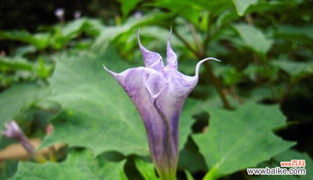 揭开白色曼陀罗花语的奥秘 白色曼陀罗花