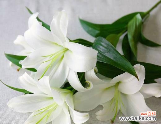 探寻百合花的花语及其文化内涵 百合花