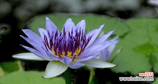 美丽与坚强的莲花——睡莲的寓意象征 睡莲的开花与寓意