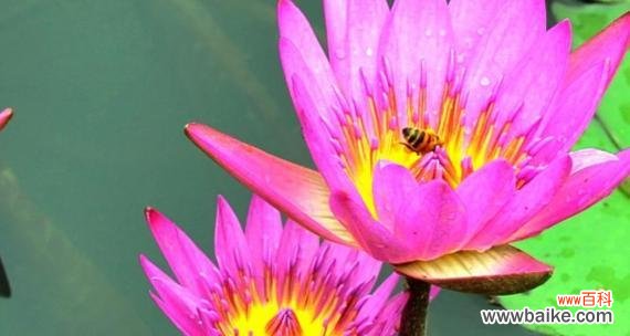 美丽与坚强的莲花——睡莲的寓意象征 睡莲的开花与寓意