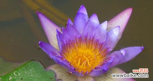 美丽与坚强的莲花——睡莲的寓意象征 睡莲的开花与寓意