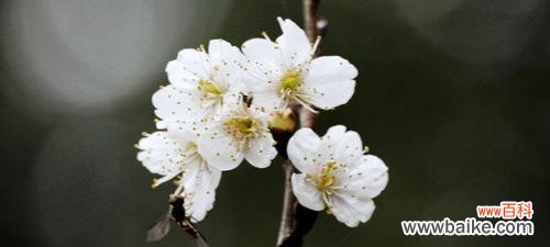 一场绚烂的春日盛宴 樱桃花