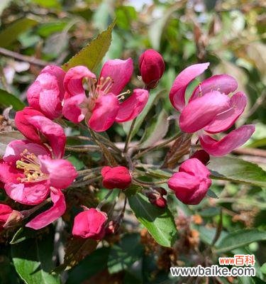 一场绚烂的春日盛宴 樱桃花