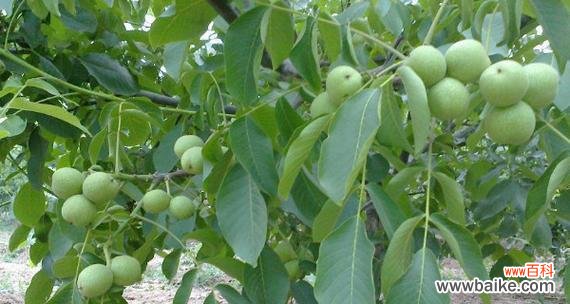 解读核桃树在风水中的重要地位及象征意义 核桃树的风水作用与寓意