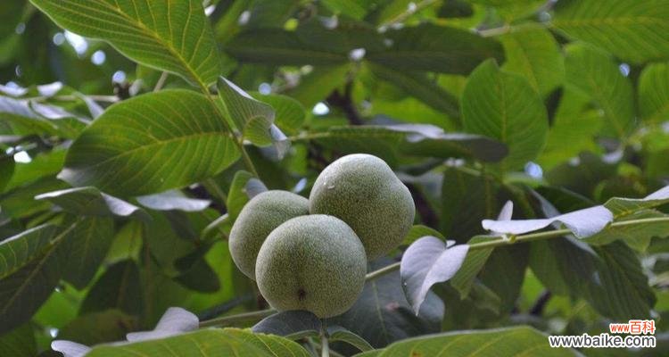 解读核桃树在风水中的重要地位及象征意义 核桃树的风水作用与寓意