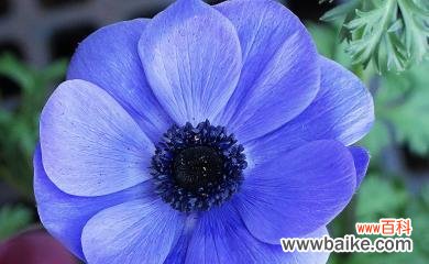 探寻蓝色翠菊的花语之美 蓝色翠菊的花语