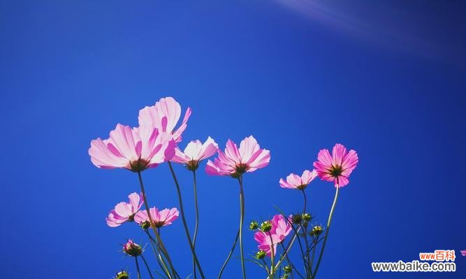 探寻蓝色翠菊的花语之美 蓝色翠菊的花语
