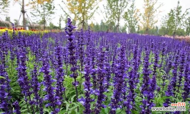 探寻蓝色翠菊的花语之美 蓝色翠菊的花语