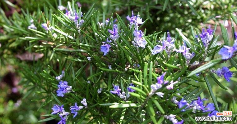 揭秘雁来红的花语与美丽寓意 以花语传说