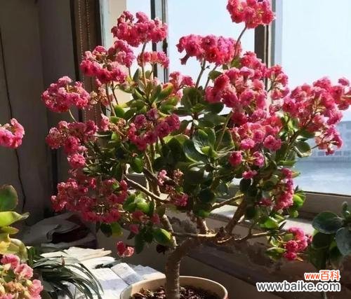 探寻长寿花语独有的象征意义及其在人们生活中的应用 长寿花语的落地生根