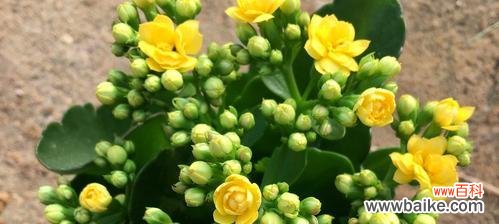 探寻长寿花语独有的象征意义及其在人们生活中的应用 长寿花语的落地生根