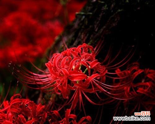 一朵孤独迷茫花的自我探索之路 孤独迷茫的花语-寻找自我之旅