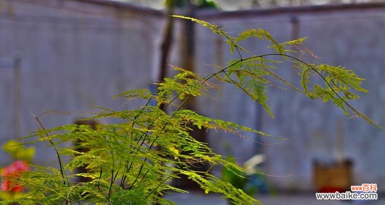 探寻文竹花的花语与故事 文竹花语