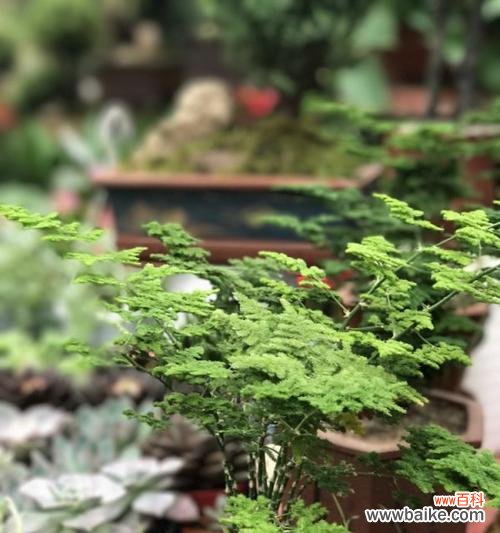 探寻文竹花的花语与故事 文竹花语