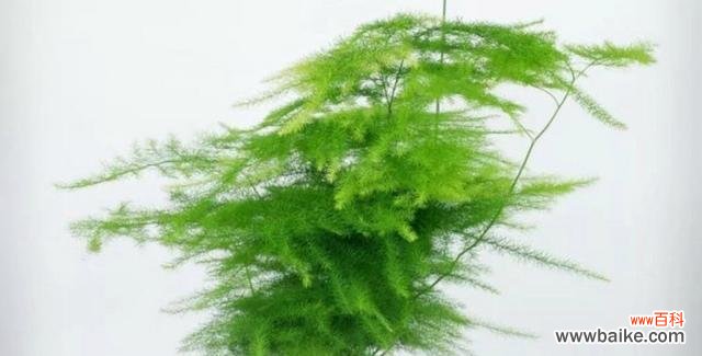 探寻文竹花的花语与故事 文竹花语