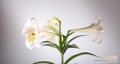 白色百合花语和寓意是什么意思？如何正确理解白色百合的象征意义？