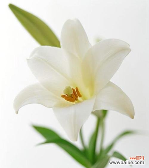 白色百合花语和寓意是什么意思?如何正确理解白色百合的象征意义?