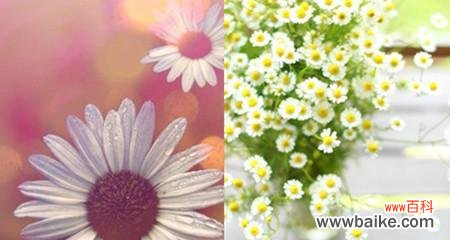 白色雏菊的花语和寓意是什么？如何用白色雏菊表达情感？