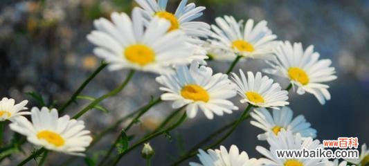 白色雏菊的花语和寓意是什么？如何用白色雏菊表达情感？