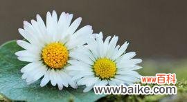 白色雏菊的花语和寓意是什么？如何用白色雏菊表达情感？