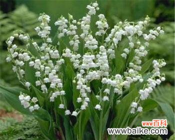 白色风信子代表什么含义？如何正确解读其花语？