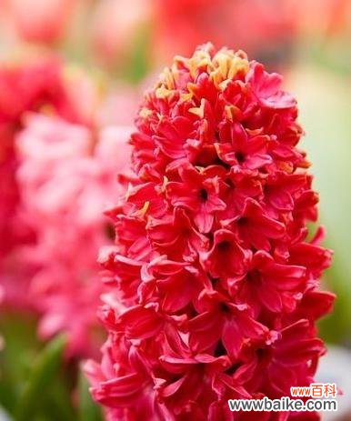 白色风信子代表什么含义？如何正确解读其花语？