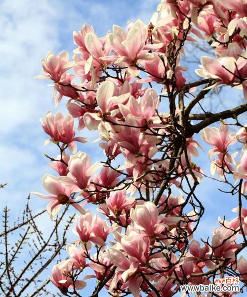 探寻红玉兰在中国文化中的神秘力量 红玉兰之风水寓意与象征