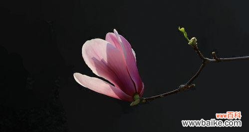 探寻红玉兰在中国文化中的神秘力量 红玉兰之风水寓意与象征