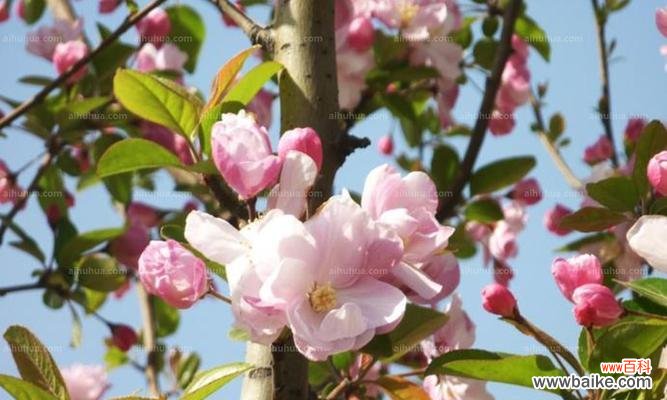探寻西府海棠花语的深意与美丽 西府海棠花语-传递爱与坚韧的象征