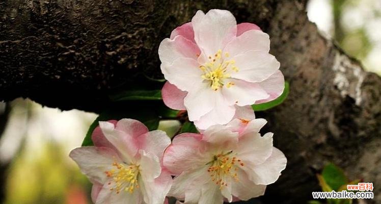 探寻西府海棠花语的深意与美丽 西府海棠花语-传递爱与坚韧的象征