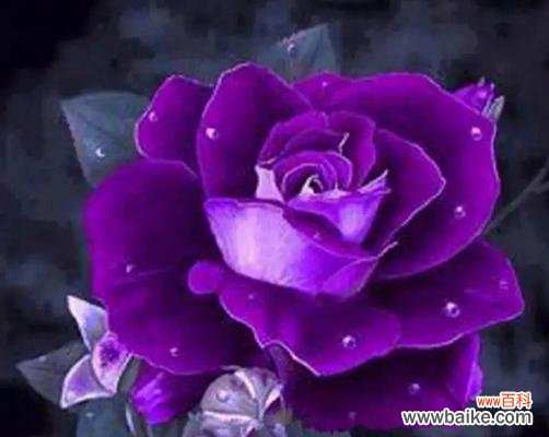 探寻紫色玫瑰花语的深刻内涵 紫色玫瑰