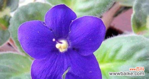 探索紫罗兰花所传达的深刻内涵 紫罗兰花的寓意与象征——鲜花中的智者