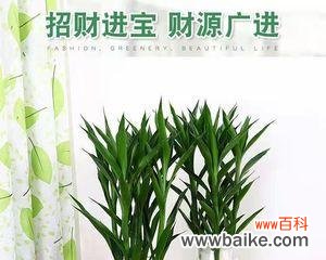 传统文化与现代追求的完美结合 以富贵竹塔几层寓意好