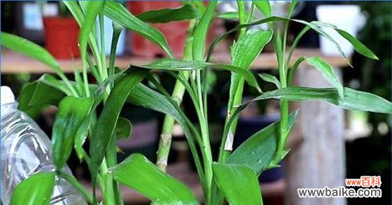 传统文化与现代追求的完美结合 以富贵竹塔几层寓意好