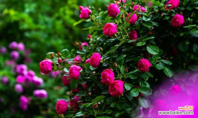 深入探索蔷薇花的象征意义及其影响 蔷薇花的寓意与象征