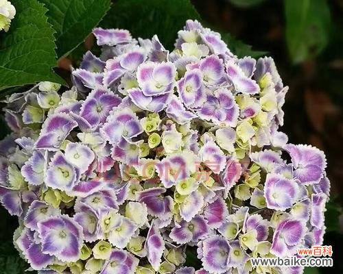 探寻绣球花语的深刻内涵与传承 无尽夏绣球花语的美丽与意义